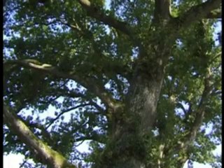 Fête des druides à Brocéliande