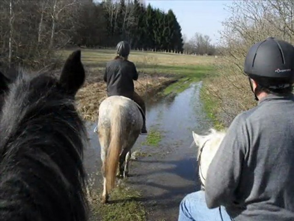 Video chevaux