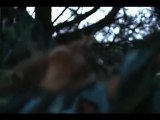 Bonobo - Eyesdown feat. Andreya Triana (Clip)