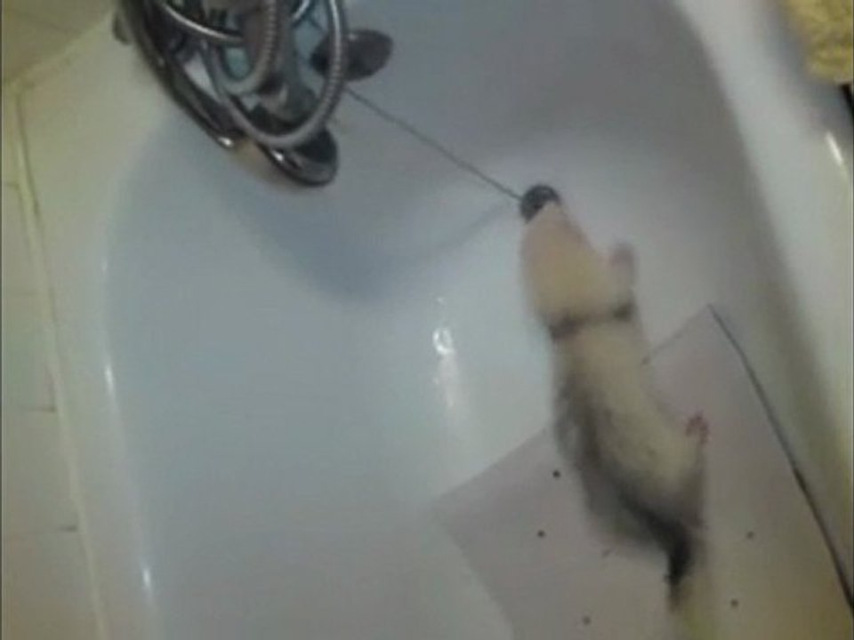 mescal joue avec dixxie