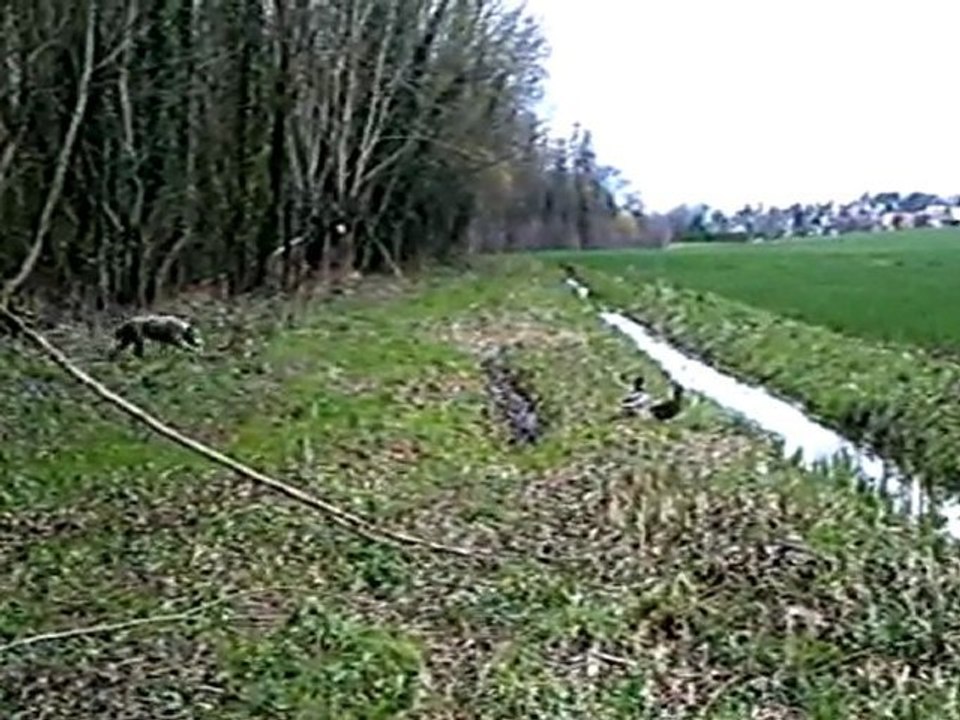 Gilou et les canards