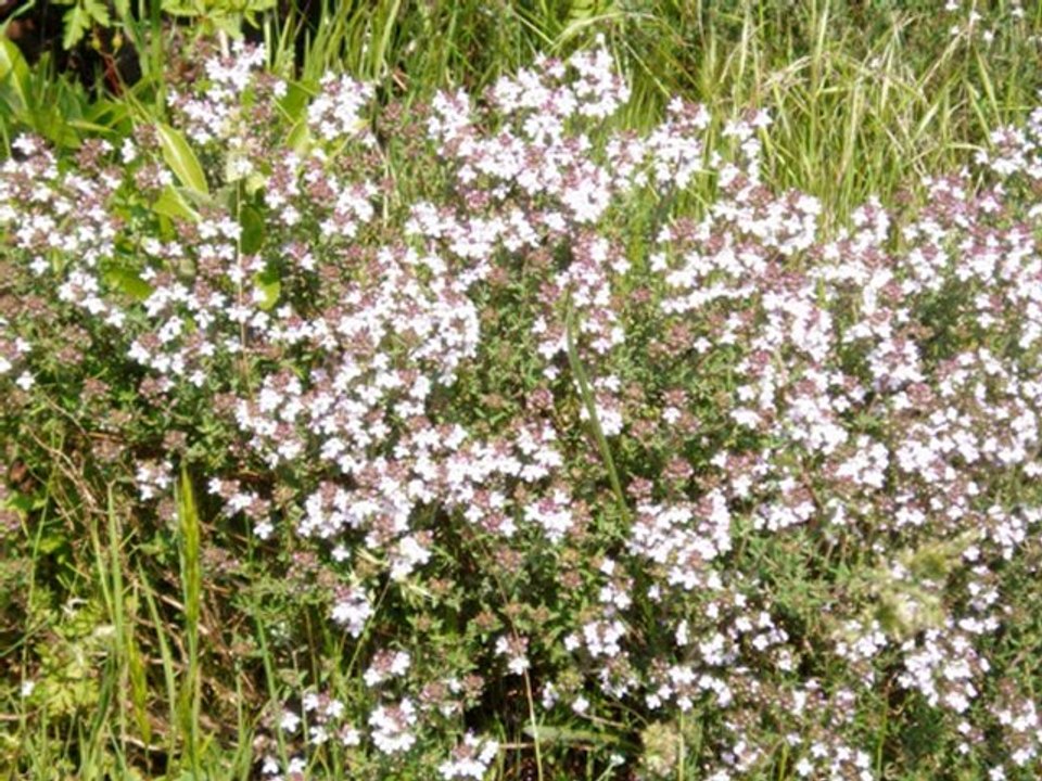 Des fleurs pour fêter le Printemps