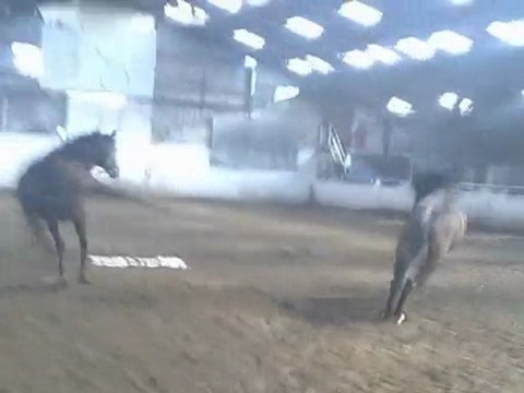 avant le travail, balou se defoule avec furia