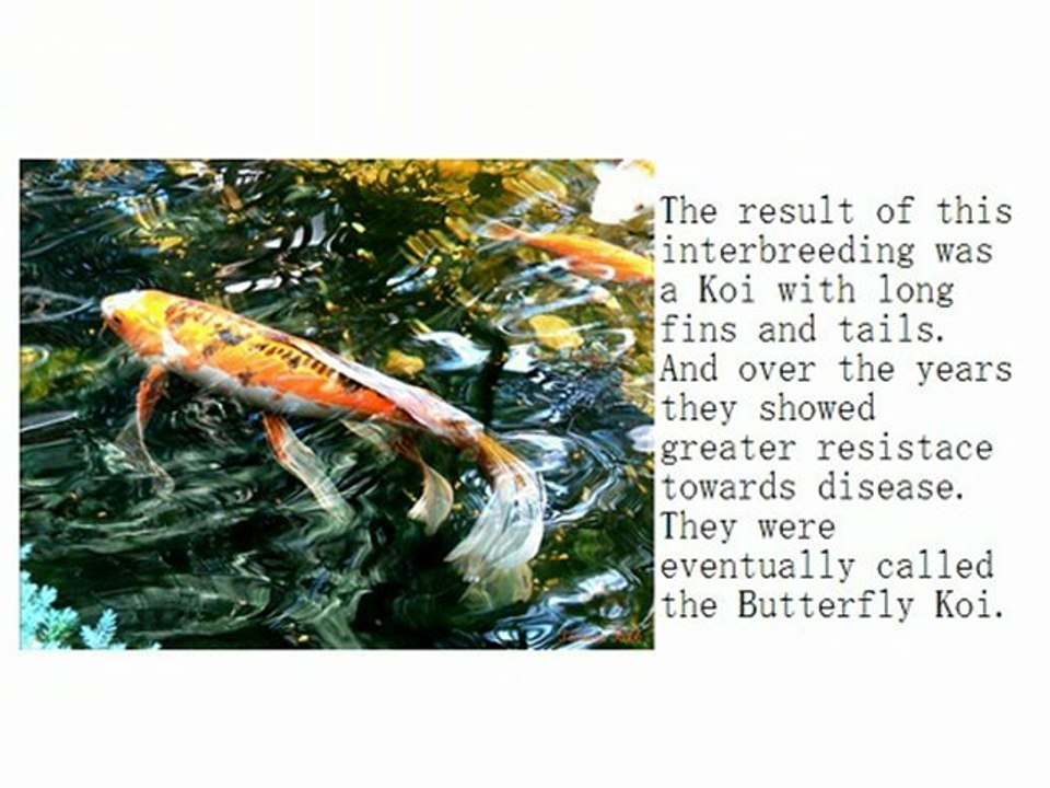 Butterfly Koi