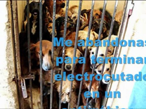 Animales Maltratados