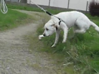 Toutou : jeu au square