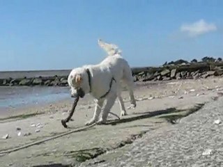 Toutou : balade bord de mer