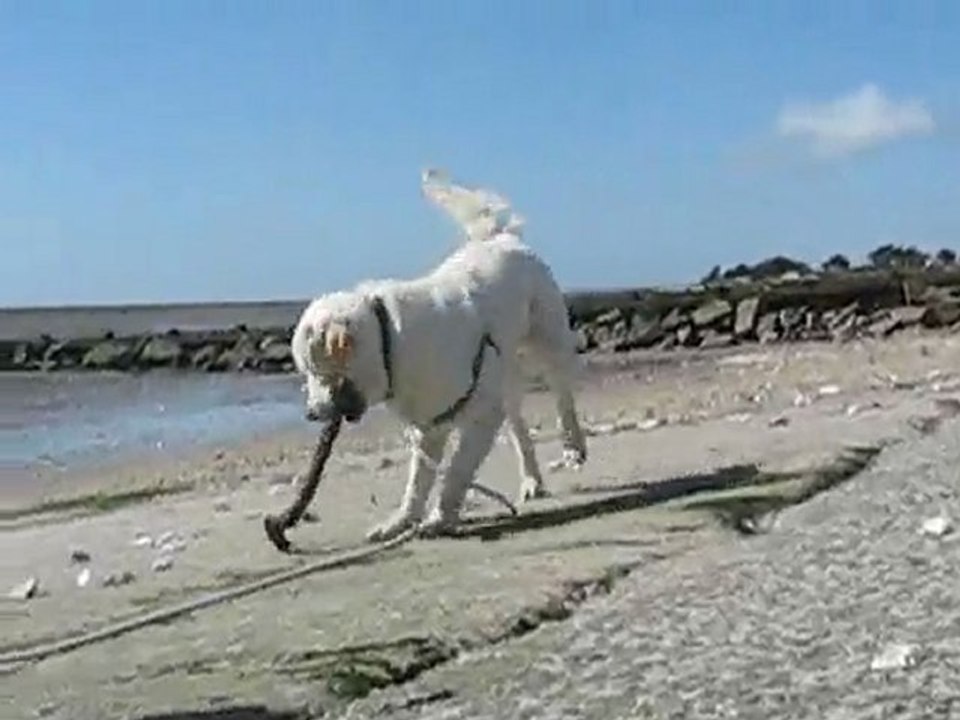 Toutou : balade bord de mer