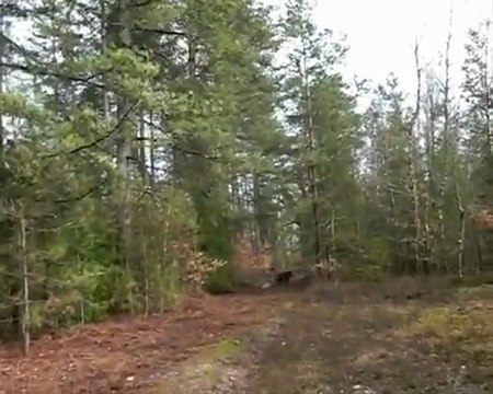 Sortie en Sologne - Rencontre avec des cochons blancs