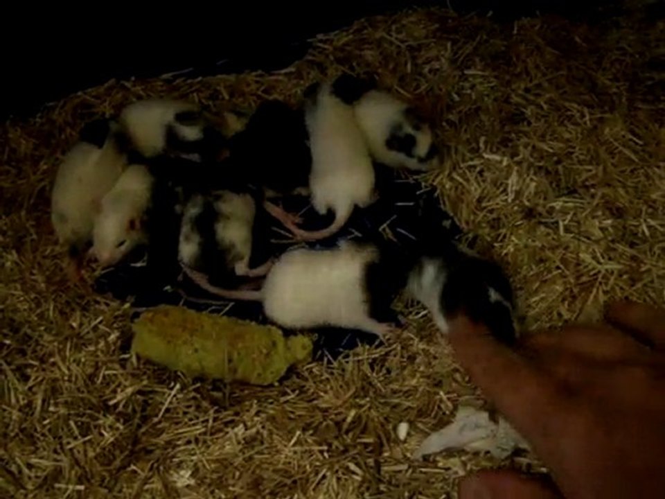 petits ratons entre siestes et jeux