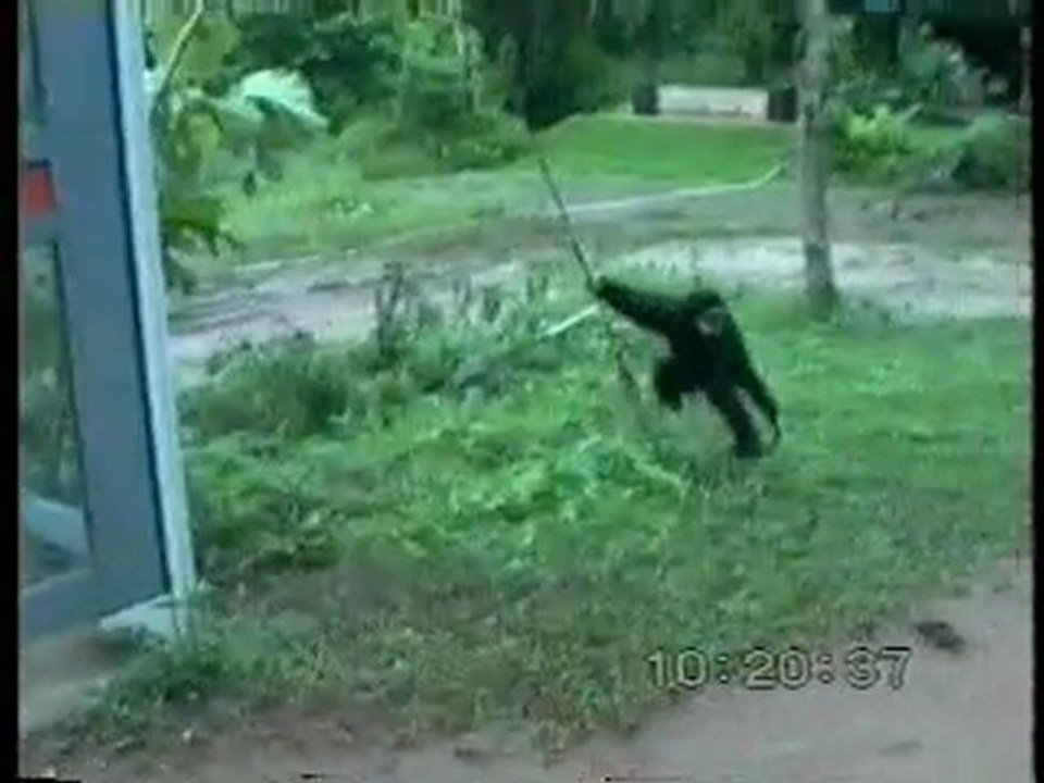singe1