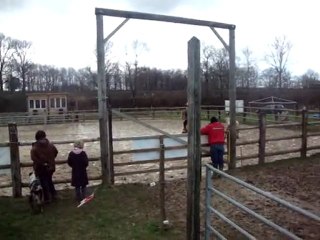 Cattle penning Sophie sur Shalako