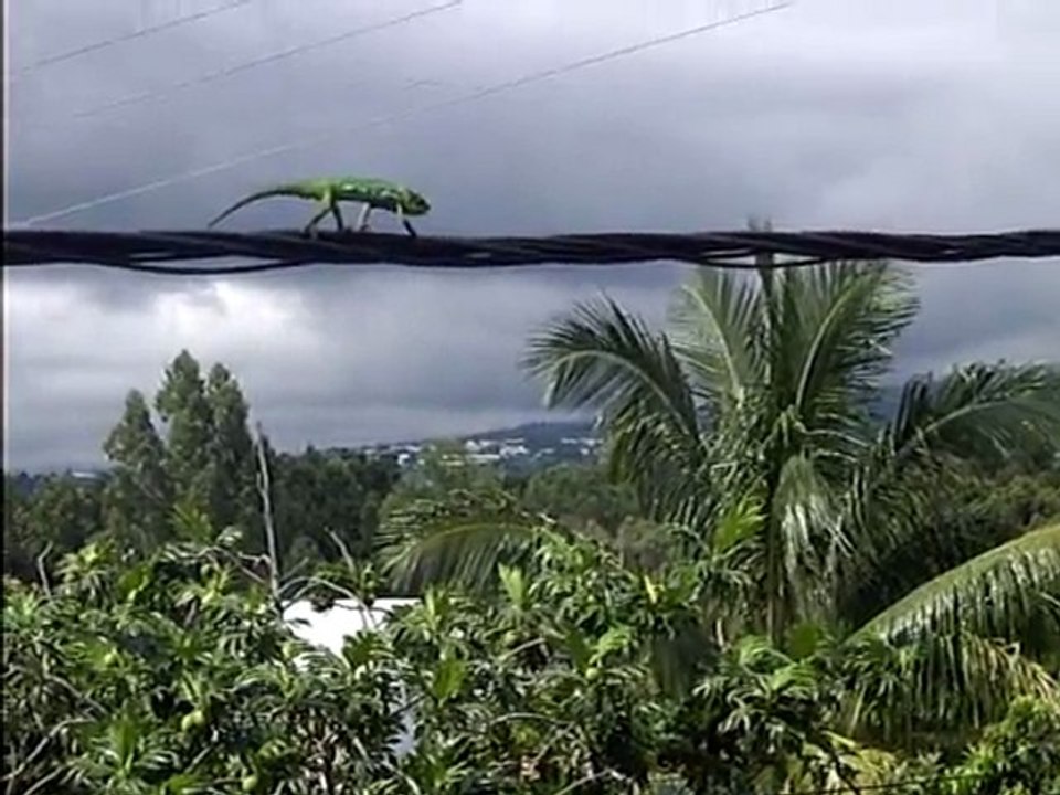 le difficile trajet du caméléon
