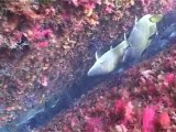 Deniz dibi yaşam