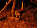 Luchs bei Nacht / am 08.04. Nachtwanderung zu den Tieren