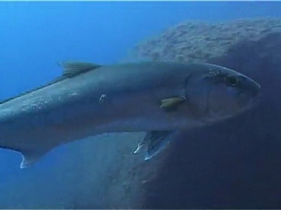 Deniz dibi yaşam 2-büyük balık küçük balığı yer