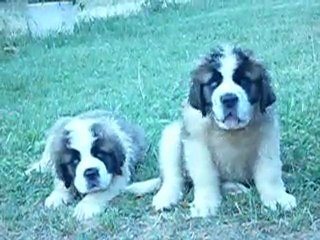 Chiots des Elevage De Can Font