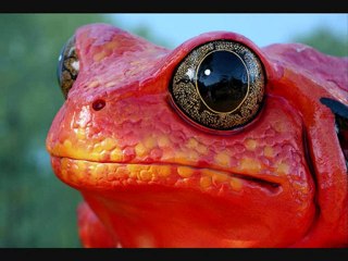 les buskers avec zen 1 et spi harmo