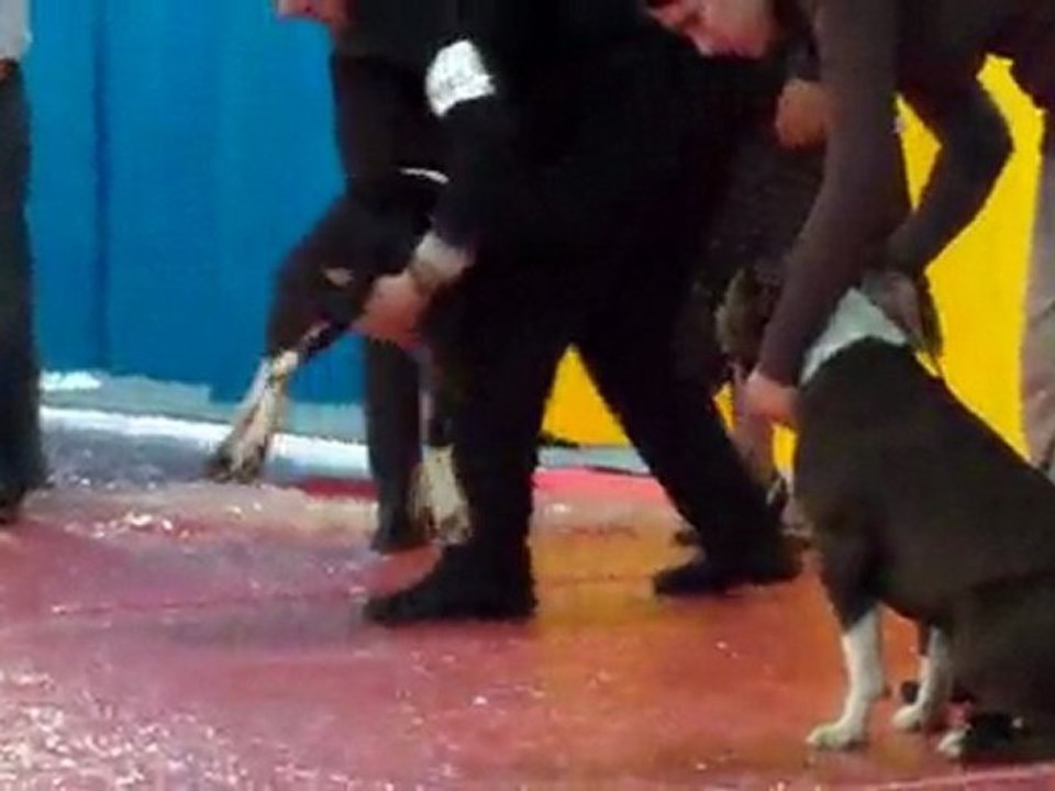 juju cacib montlucon 2010/2