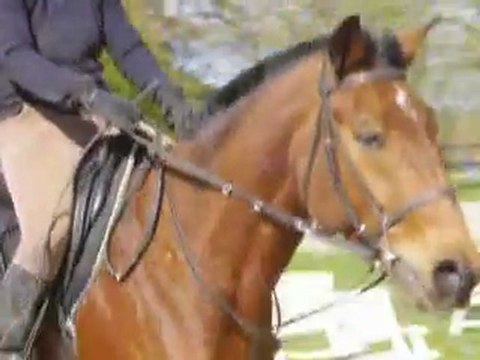 Perlani : reprise galop droit