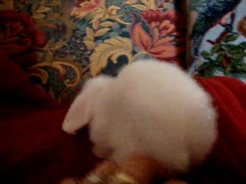 MOV00635 bébé lapin bélier teddy angora de 3 semaines