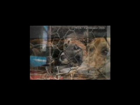 Glee's Lea Michele for PETA