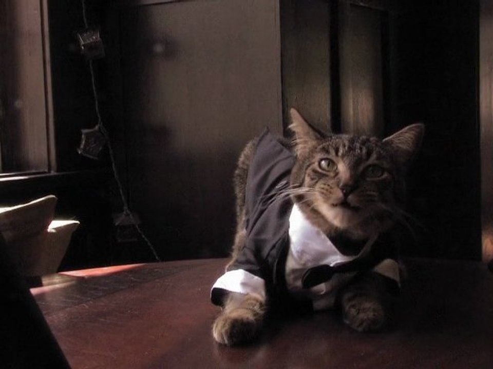 Tuxedo Cat Falls Off the Table