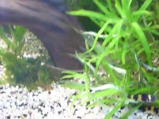 Poissons bourdon : Caractéristiques et habitat