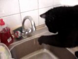 qui a dit que les chats n'aimaient pas l'eau