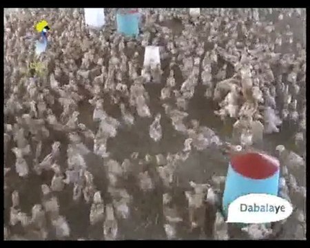 DABALAYE AVICULTURE AU TCHAD. DU 07/042010 TCHADONLINE.TV