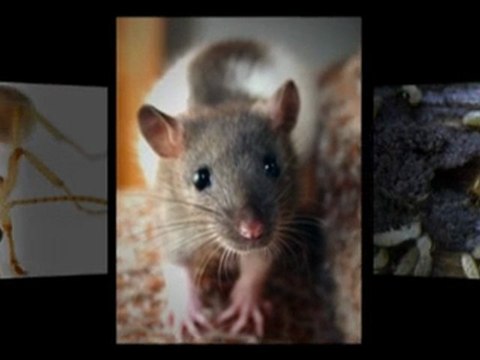 Houston Pest Control - Eagle Eye Pest Control