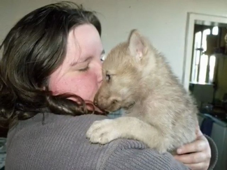 mes chiens mon bonheur