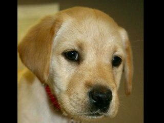 JOLIE GUEULE D'AMOUR !