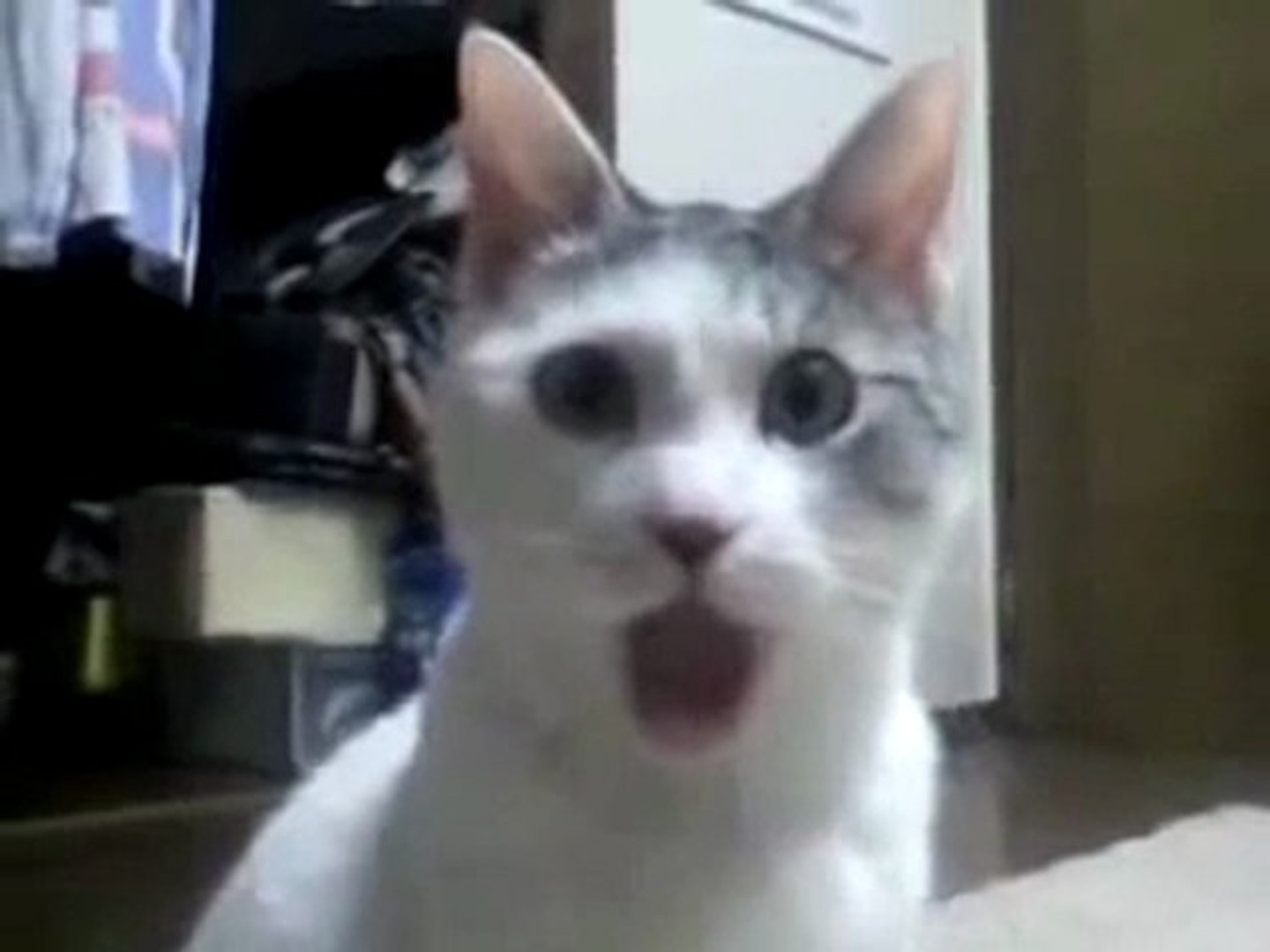 Chat Choque Video Dailymotion