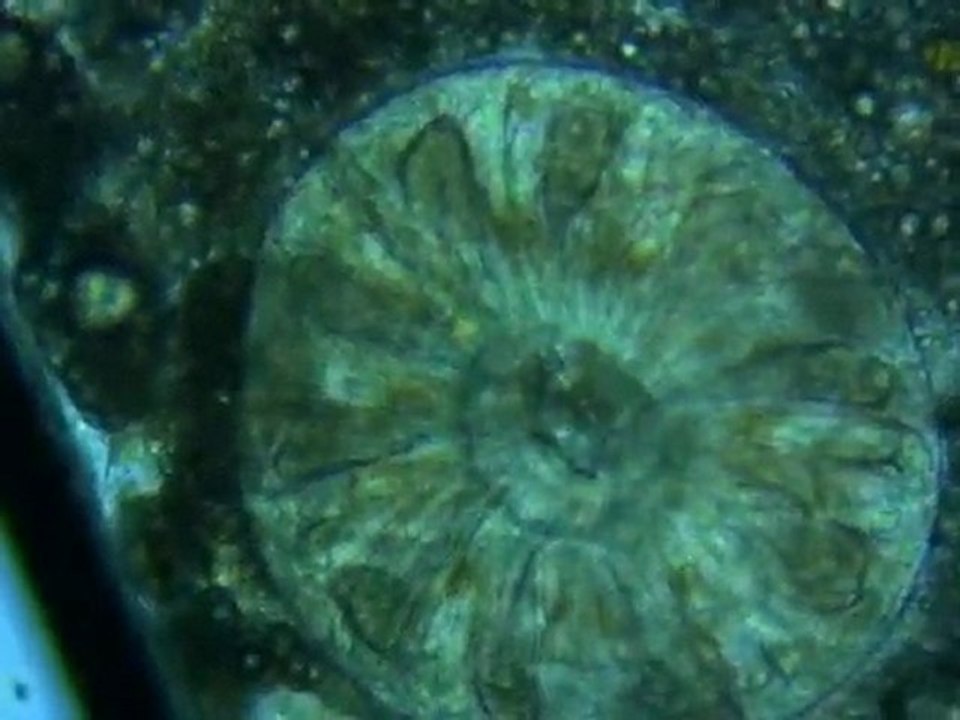 L'appareil buccal (bouche) d'une planaire au microscope