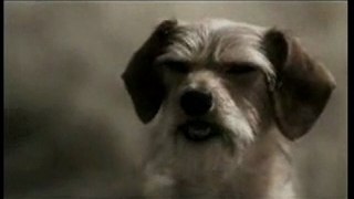 Dog with attitude - funny commercial