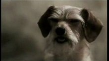 Dog with attitude - funny commercial