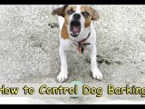 How to Control Dog Barking-Learn How to Control Dog Barking