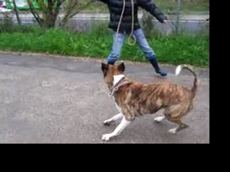 Bandit
