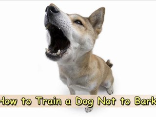 Learn How to Train a Dog Not to Bark