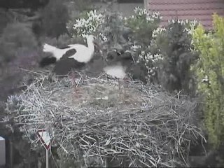 Klappern- leylek "lak lak"