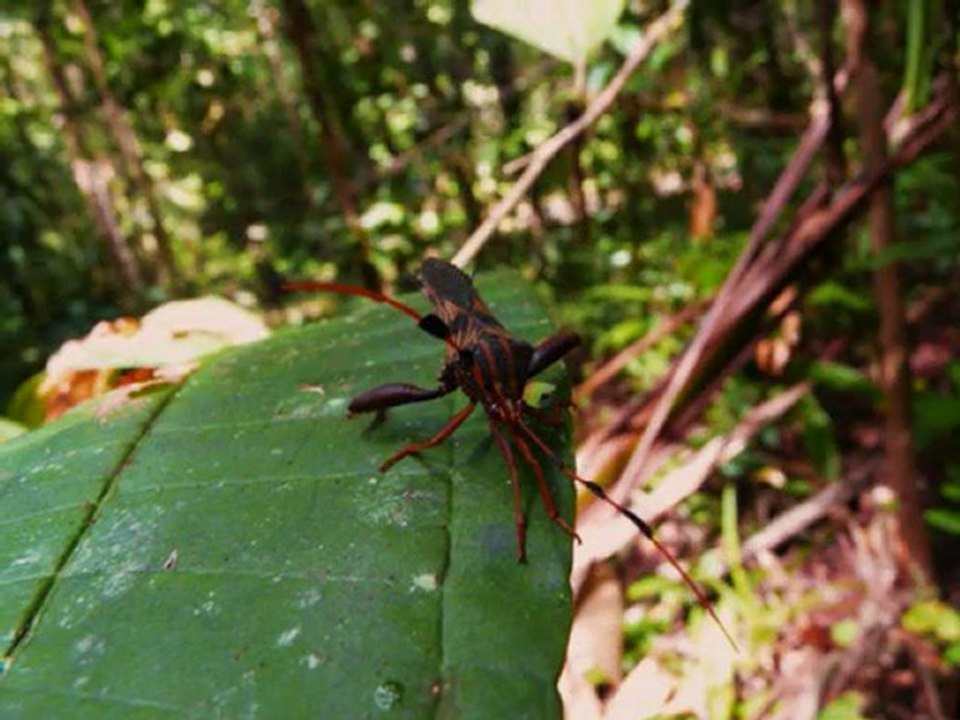 betes de guyane