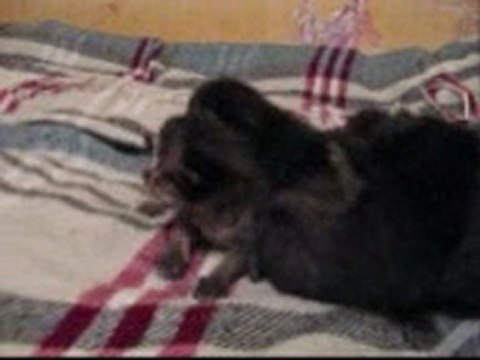 Котятам 15 дней