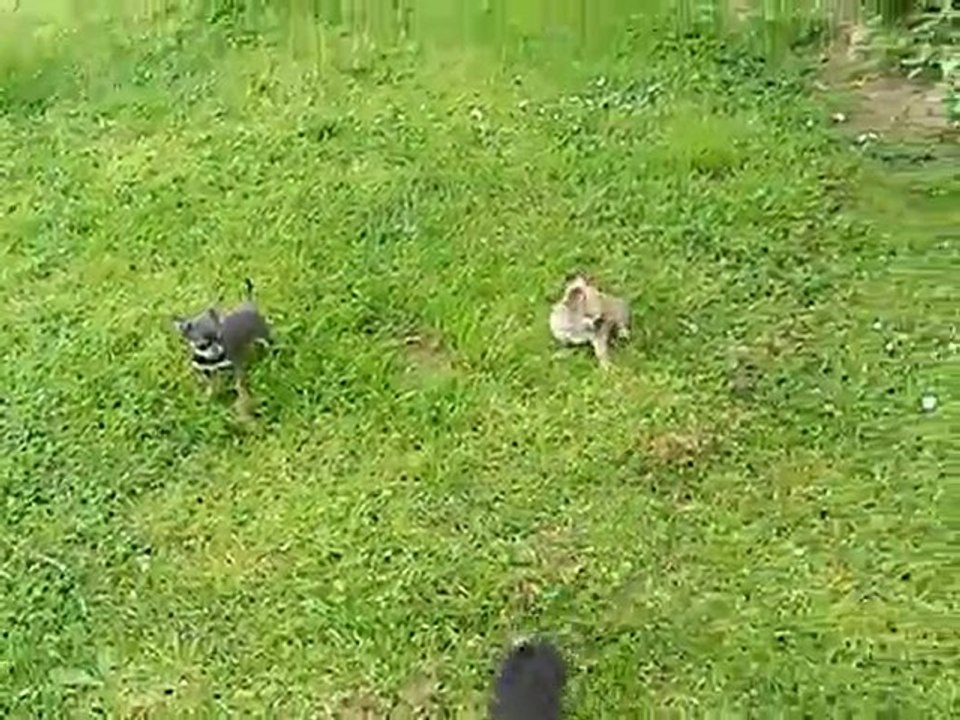le mini de la portée!