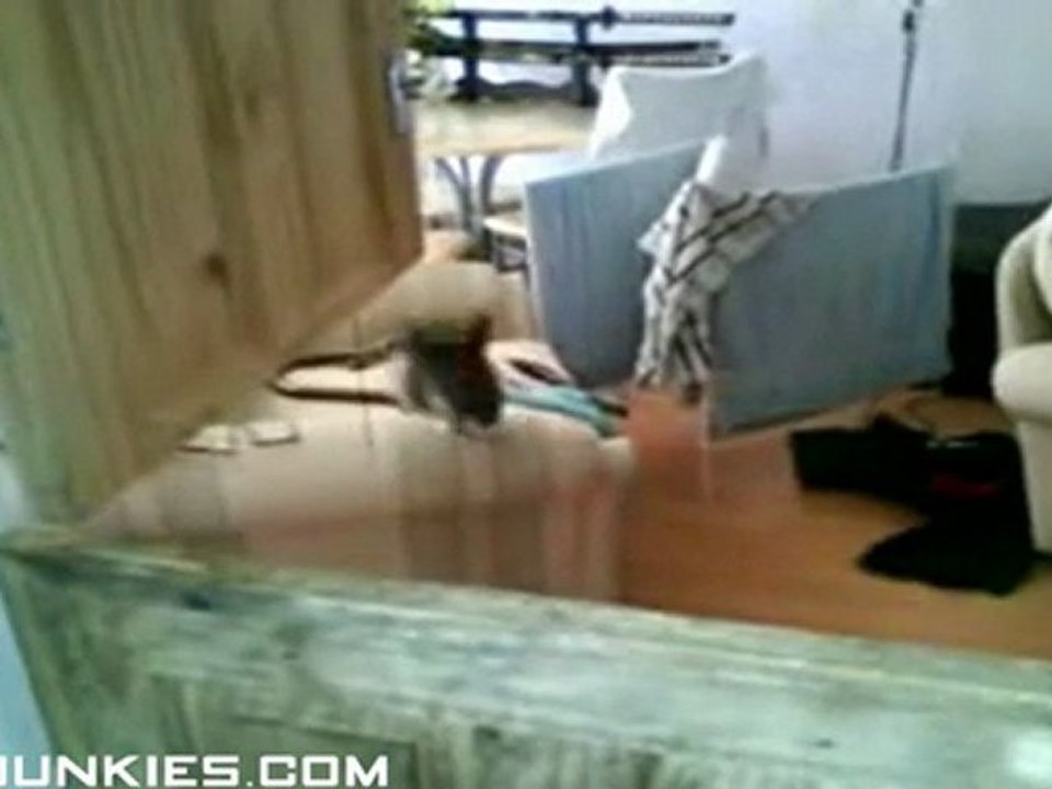 Kitten Fail
