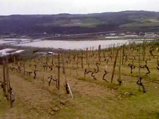 vignobles vallée du rhone. 04.2010
