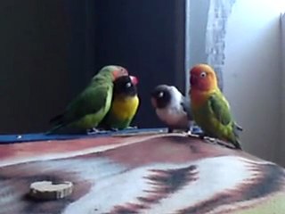 La sortie de mes oiseaux