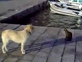 Le chat qu'a même pas peur des chiens