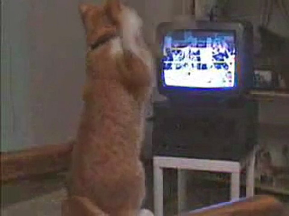 Le chat qui boxe