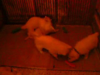 video a 06h30 du mat 001